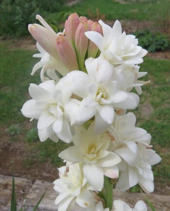 Rajnighandha or Tuberose Flower Bulbs (White, Pack of 8 Bulbs)