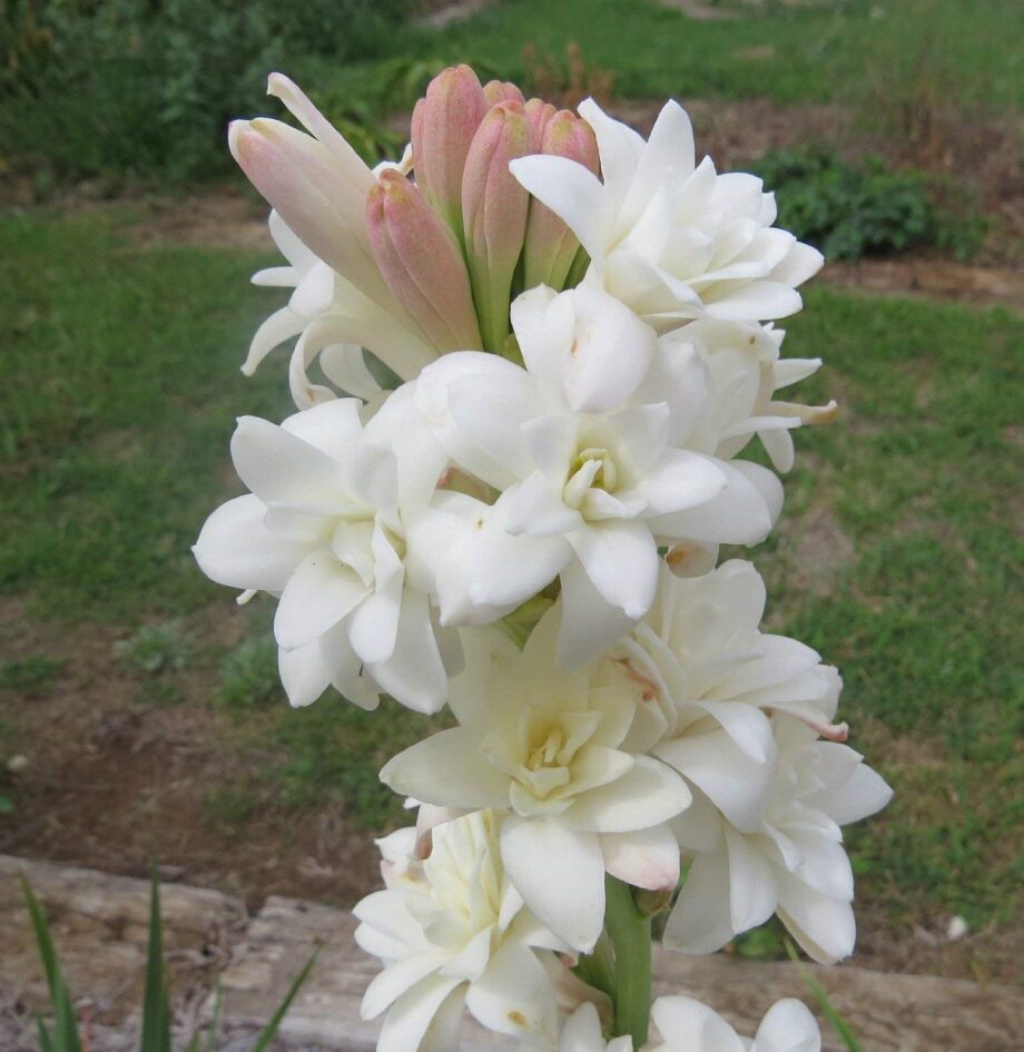 Rajnighandha or Tuberose Flower Bulbs (White, Pack of 8 Bulbs)