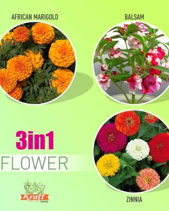 Seeds Summer Bloom Flower Seeds 3 Varieties in 1 Pack