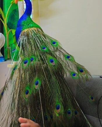 Thermocol Peacock With Real Peacock Feathers